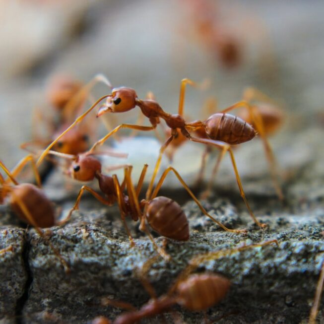 What Diseases Do Ants Carry in Mississauga?