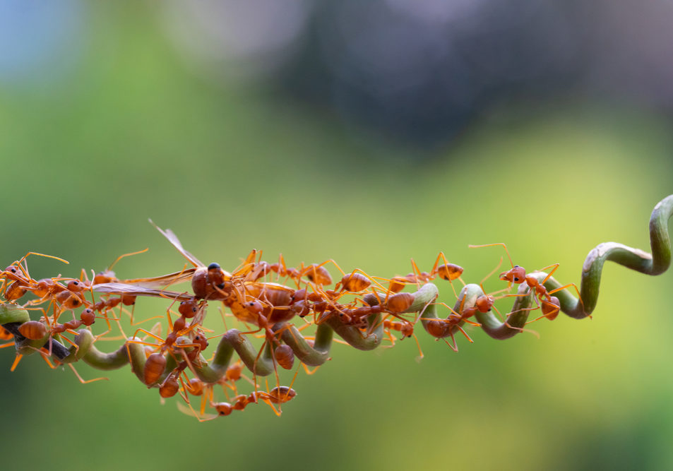 How To Check What Type of Ants Are Infesting Your Home in Vaughan?