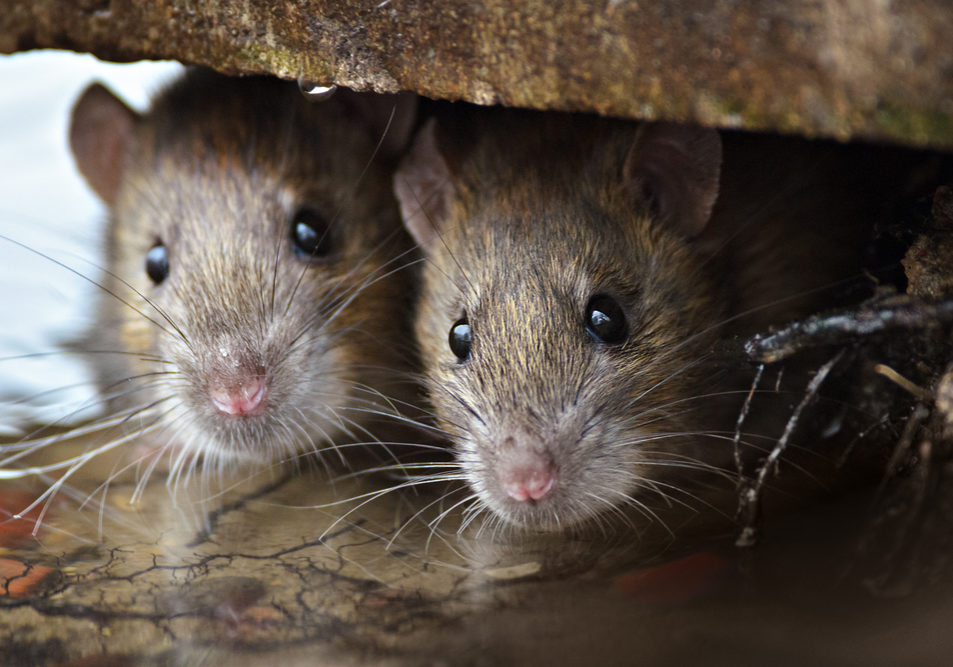 How Can Mice and Rats Cause Life-Threatening Situations At Your Home in Vaughan?