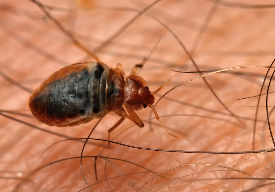 What Do Bed Bugs Hate?