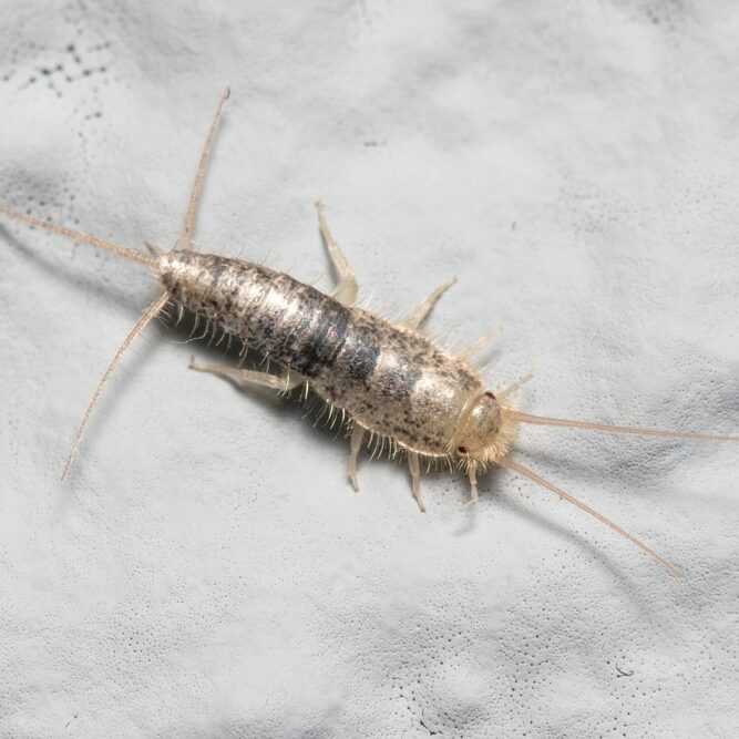 silverfish insect, lepisma saccharina, walking on a white wall