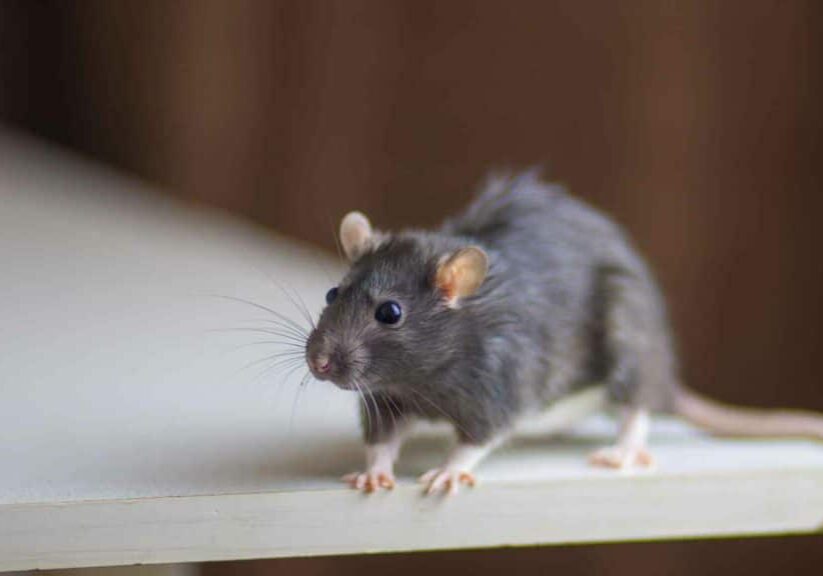 Sniffing Out Trouble: Can You Detect a Mice Infestation by Smell in Toronto?