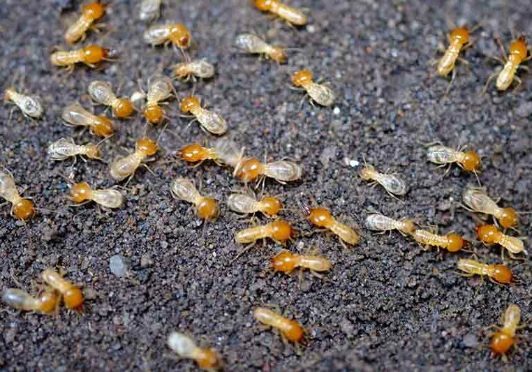termite control brampton 06