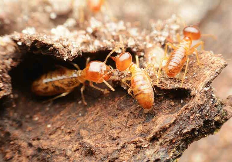 termite control mississauga