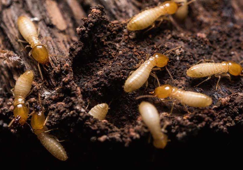 termite damage repair elmira