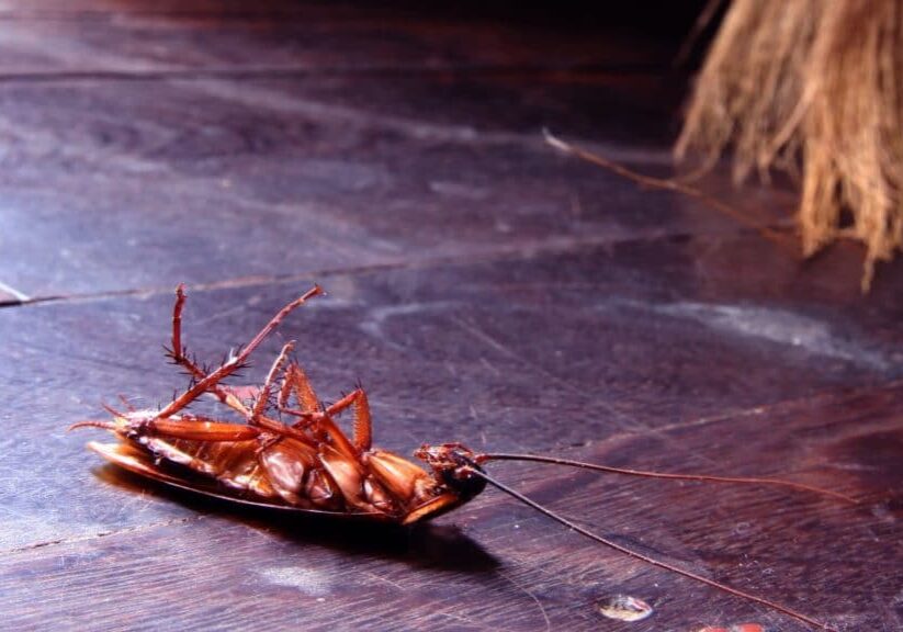 the most common pests in canada how to identify and deal with them