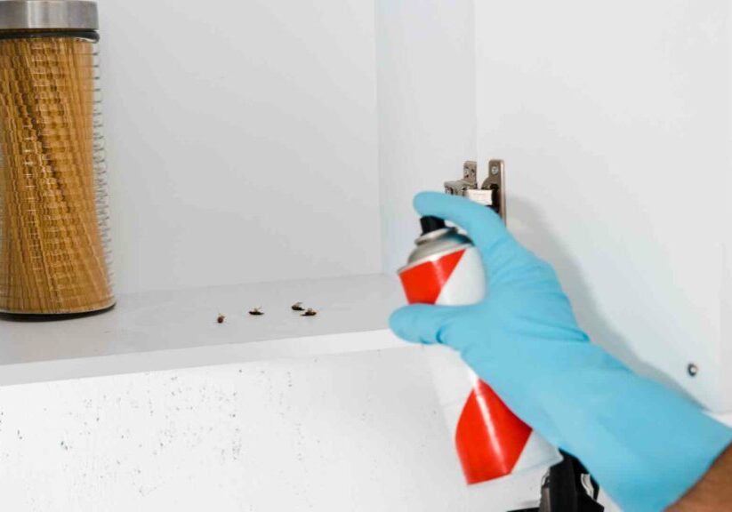 things that attract cockroaches in kitchener and what you can do to avoid them