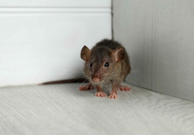 Unveiling the Mystery: The Surprising Reason Behind Mice Infestations in Toronto Villas