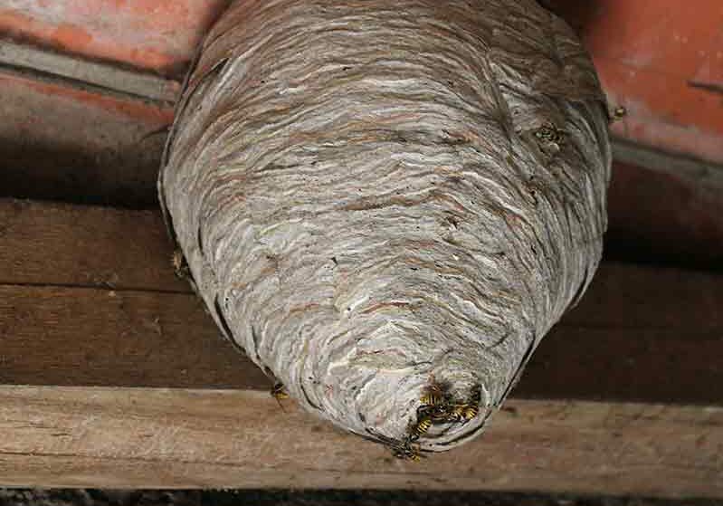 wasps nest removal mississauga