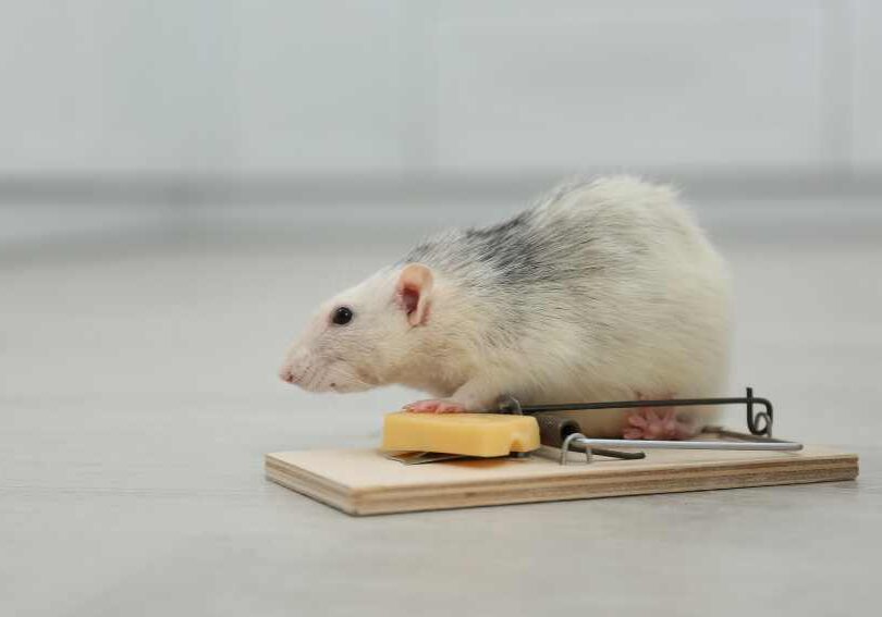 Why Toronto Businesses Must Act Fast on Rat Control
